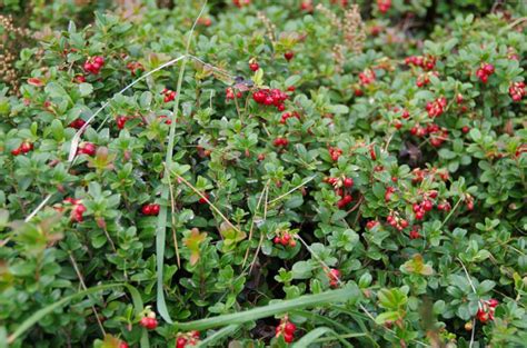 Vaccinium Vitis Idaea Vossebes Rode Bosbes Bloemenpark Appeltern