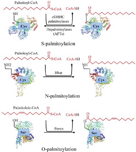 Figure 1 From Emerging Roles Of Protein Palmitoylation And Its