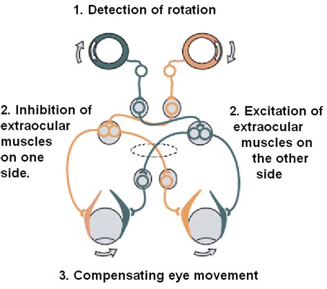 Collected Concepts: Vestibulo-Ocular Reflex