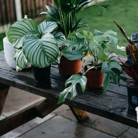 Lista Foto Si Una Planta Homocig Tica De Tallo Alto Aa Se Cruza