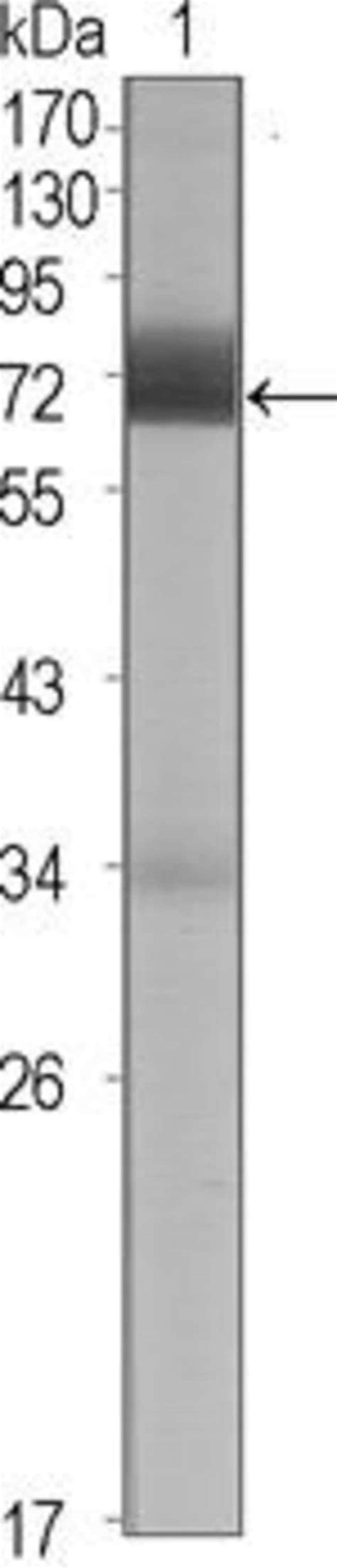 CER1 Monoclonal Antibody 5C6 Invitrogen 100 μL Unconjugated