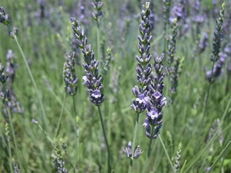 Lavandula Ang Munstead Lavender From Babikow Wholesale Nursery