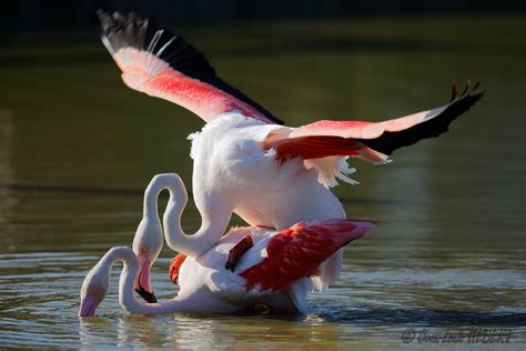 Flamant Rose Accouplement Jean Louis Hebert Flickr