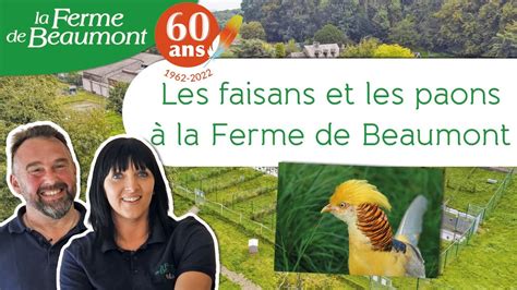 Les Faisans Et Les Paons La Ferme De Beaumont Ans A Se F Te