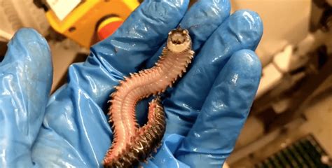 A Creepy 'Smiling' Worm Was Discovered In The Depths Of The Ocean