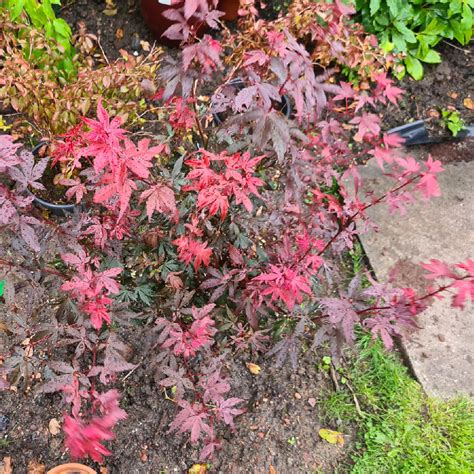 Acer Palmatum Dissectum Group Syn Acer Palmatum Var Dissectum Cut Leaf Japanese Maple In