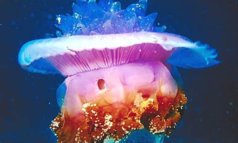 Jellyfish - Key Facts, Information & Pictures