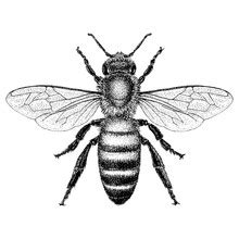 bee  honey illustration  stock photo public domain pictures