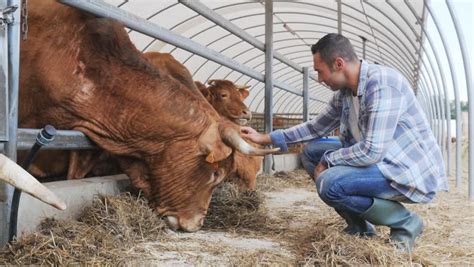 Limousin Cattle Stock Video Footage - 4K and HD Video Clips | Shutterstock