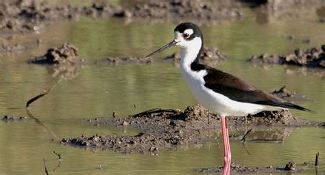 Geodyssey | Cuba | The Birds of Cuba