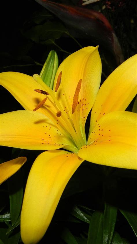 1080x1920 Lilies Yellow Flowers Stamens Petals Close Yellow Lily