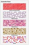 Anatomy Connective Tissue Statpearls Ncbi Bookshelf