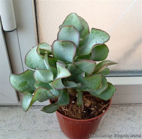 Crassula Arborescens Subs Undulatifolia