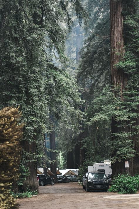 Cabins Nestled Between Giant Redwood Trees · Free Stock Photo