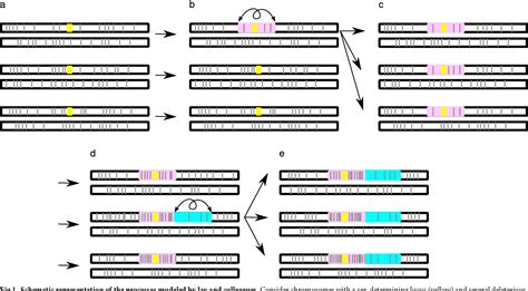 Figure 1 From How Sex Chromosomes Get Trapped Into Nonrecombination