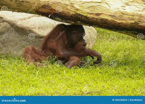 Adult Orangutan Rongo Sits Under A Bunch Of Grass And Tree Branches