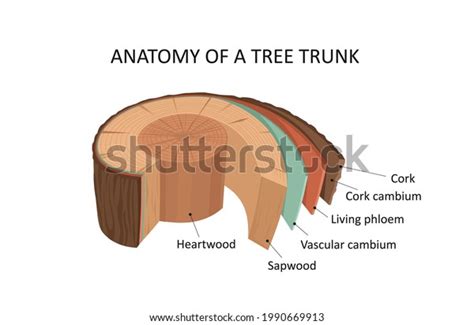 250 Cambium Layer Images, Stock Photos & Vectors | Shutterstock