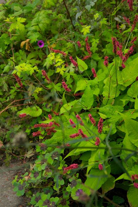 Persicaria Golden Arrow 653 Scott Weber Flickr