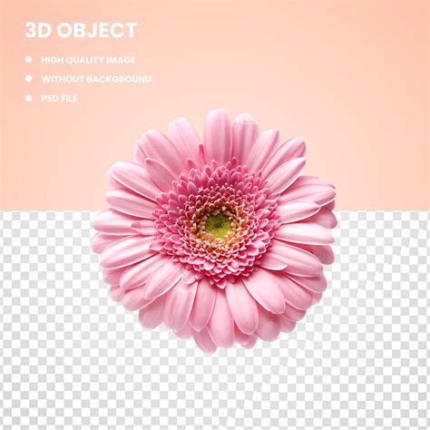 Premium Psd Transvaal Daisy Flower