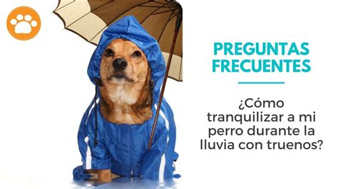 Preguntas Frecuentes C Mo Tranquilizar A Mi Perro Durante La Lluvia