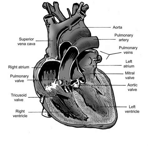 Cow Heart Diagram Cow Heart Diagram