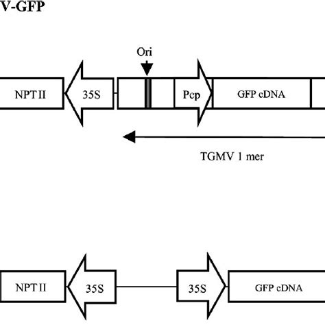 Schematic Representation Of The T Dna Region Of The Binary Vectors