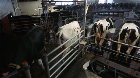 Cow Milking On Modern Farm Dairy Cows At Dairy Factory Process