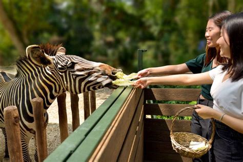 Zebra - Singapore Zoo