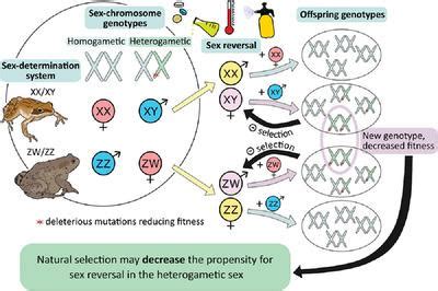 Asymmetrical Sex Reversal Does The Type Of Heterogamety Predict