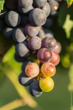 Christian Lauzin Photographe La Véraison au cœur du vignoble des