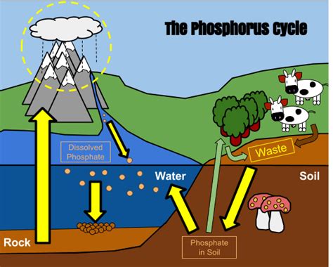 The Phosphorous Cycle Diagram Quizlet