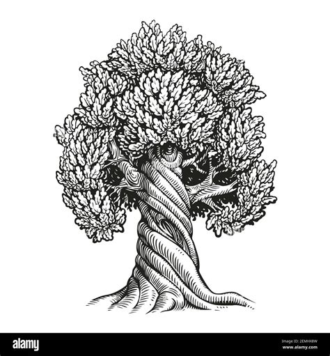 Roble de árbol. Dibujo a mano Vintage dibujo vector ilustración Imagen ...