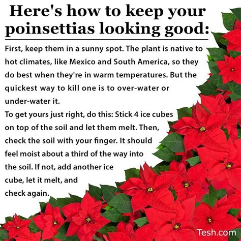 Poinsettia Care!!!! | Poinsettia plant, Plant care, Garden remedies