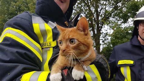 Feuerwehr Rettet Katze Aus Baum In Brinkum