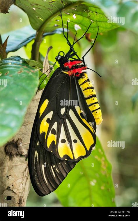 Queen Alexandra Birdwing Butterfly Male