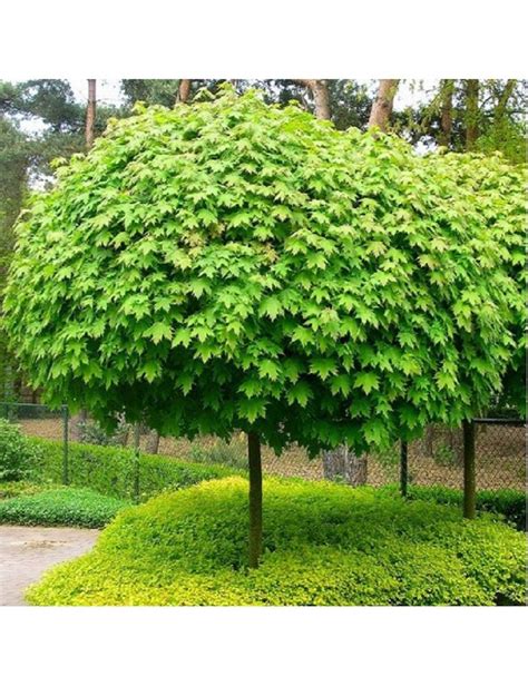 Acer Platanoides Globosum Rable Plane Boule Architectural Plants