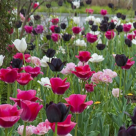 A Photograph Of The The Spring Flowering Tulip Bulbs Cultivar Boutonniere Tulip Bulbs