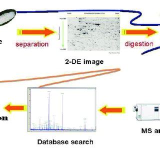 3 Workflow Chart Of Proteomics Proteins Were Extracted From Tissue