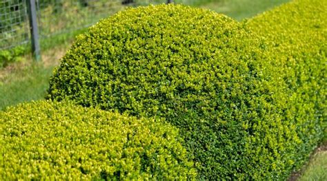 How to Prune Boxwood Shrubs