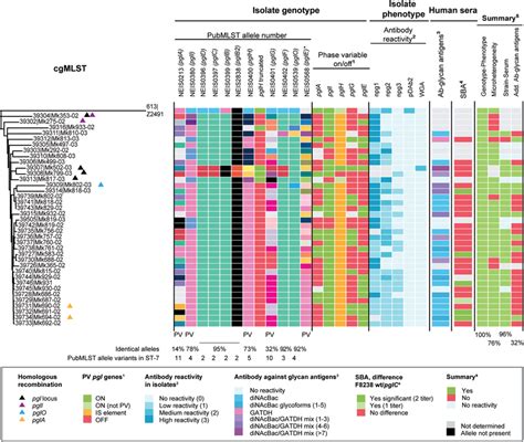 Core Genome Mlst Pgl Genotype And Protein Glycosylation Phenotype Of