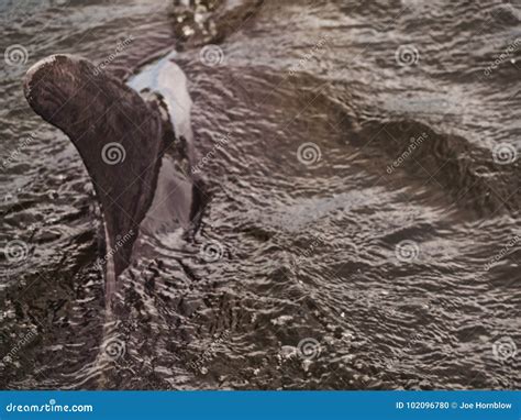 Close Up Of The Dorsal Fin Of A Common Bottlenose Dolphin Royalty Free