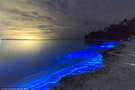 Fluorescent Blue Algae In Australia