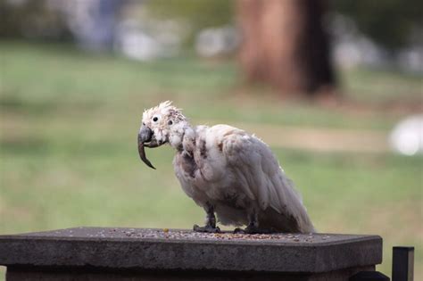 Psittacine Beak And Feather Disease It S Like Bird Aids Cronulla