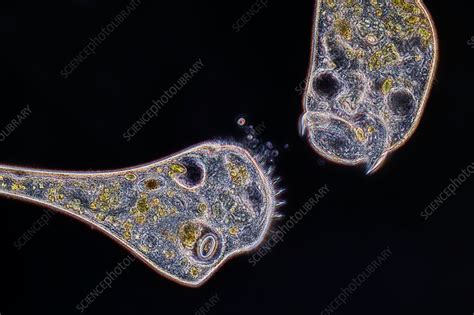 Stentor Protozoan Light Micrograph Stock Image C Science