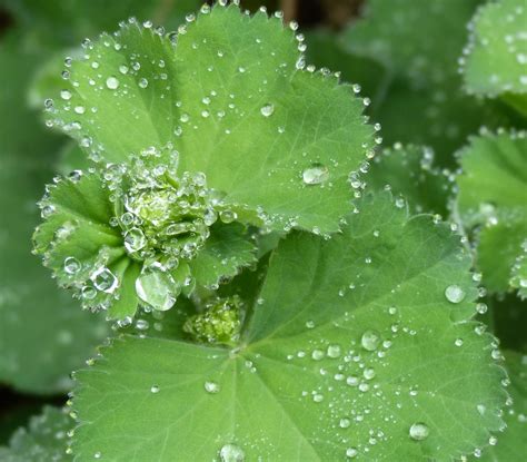 Free Images Water Drop Dew Leaf Flower Green Herb Fresh