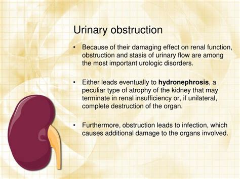 Ppt Urology Case Powerpoint Presentation Id 494835