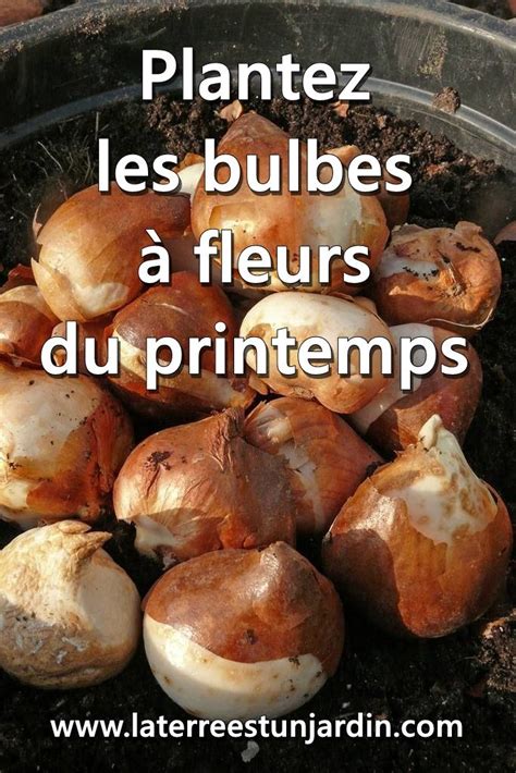 Plantez Les Bulbes Fleurs Du Printemps La Terre Est Un Jardin