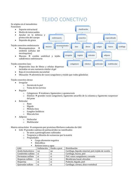 Tejido Conectivo Estudia Con Su Udocz