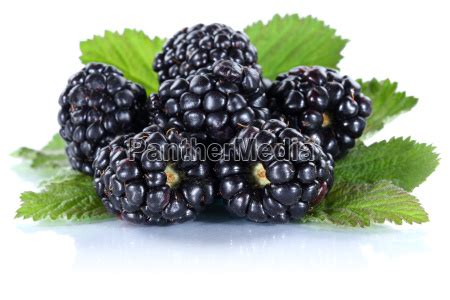 Brombeere Brombeeren Beeren Beere Frische Frucht Lizenzfreies Foto