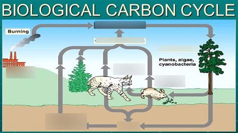 Carbon Cycle Diagram Quizlet